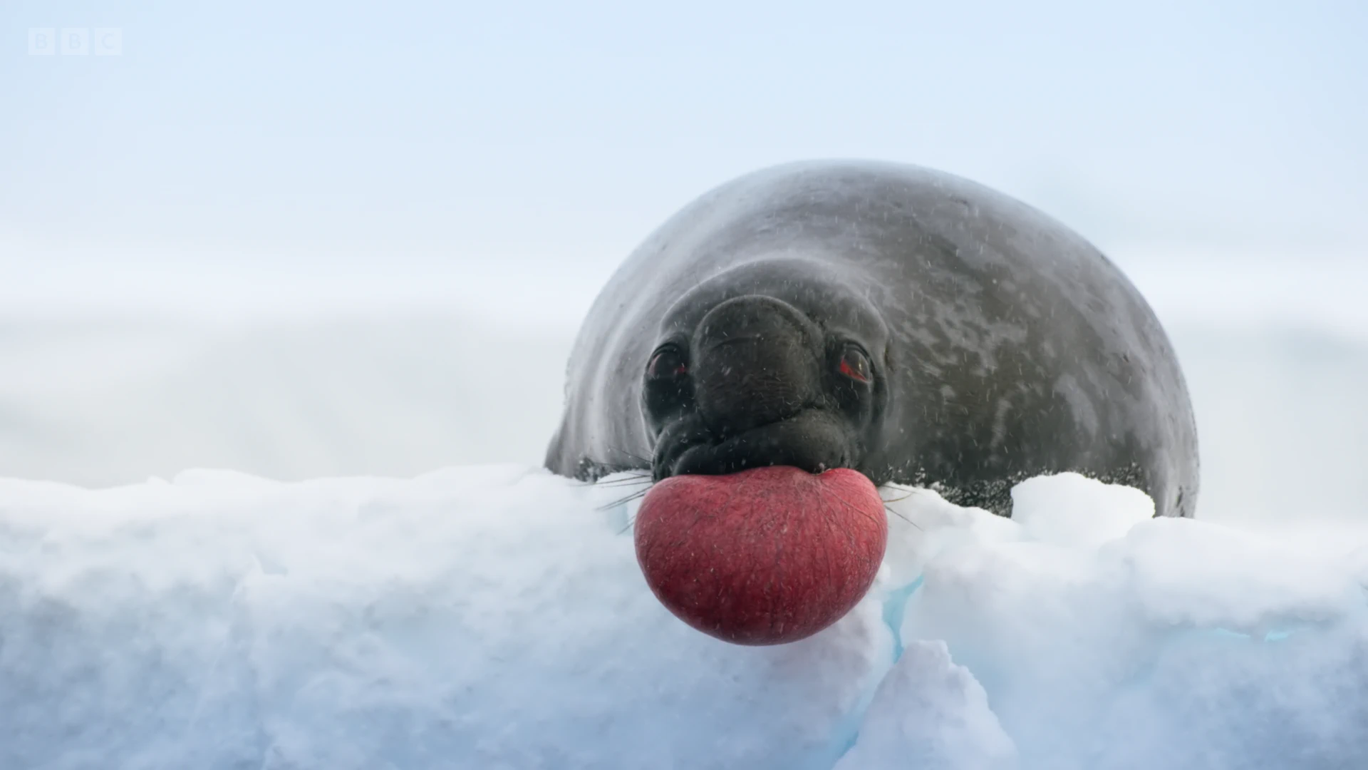 Hooded seal (Cystophora cristata) as shown in Frozen Planet II - Frozen Worlds